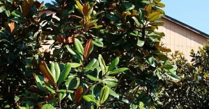 Magnolia tree 100-year-old tree